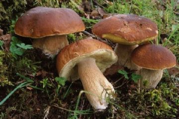 Raccolta funghi