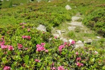 Sentiero Alpe Lavazei<br>Foto di Giulio Pedretti